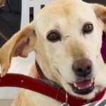 A imagem mostra um cachorro de porte médio, com pelagem curta e cor bege clara. Ele está usando uma coleira vermelha e aparece sentado, olhando diretamente para a câmera com uma expressão alegre e amistosa, com a boca ligeiramente aberta, como se estivesse sorrindo. Ao fundo, há uma cadeira branca de plástico e uma pessoa vestindo roupa roxa parcialmente visível. A cena transmite simpatia e carinho.