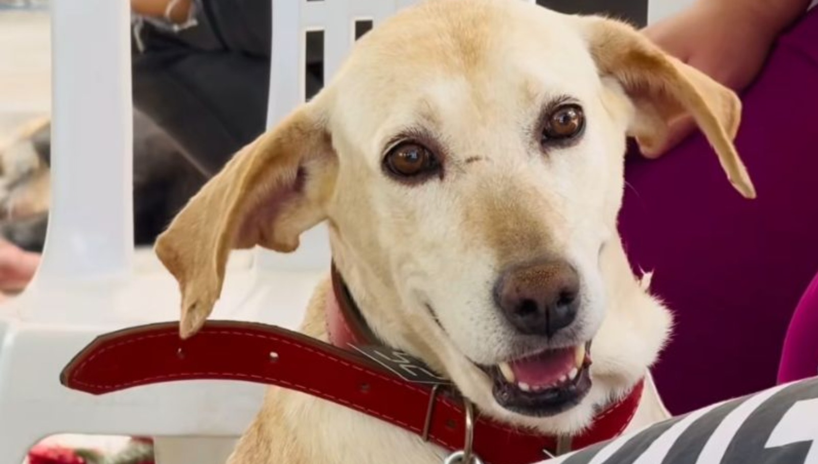A imagem mostra um cachorro de porte médio, com pelagem curta e cor bege clara. Ele está usando uma coleira vermelha e aparece sentado, olhando diretamente para a câmera com uma expressão alegre e amistosa, com a boca ligeiramente aberta, como se estivesse sorrindo. Ao fundo, há uma cadeira branca de plástico e uma pessoa vestindo roupa roxa parcialmente visível. A cena transmite simpatia e carinho.